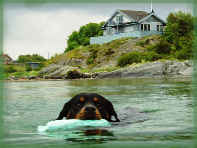 Copyright  Konny Njord