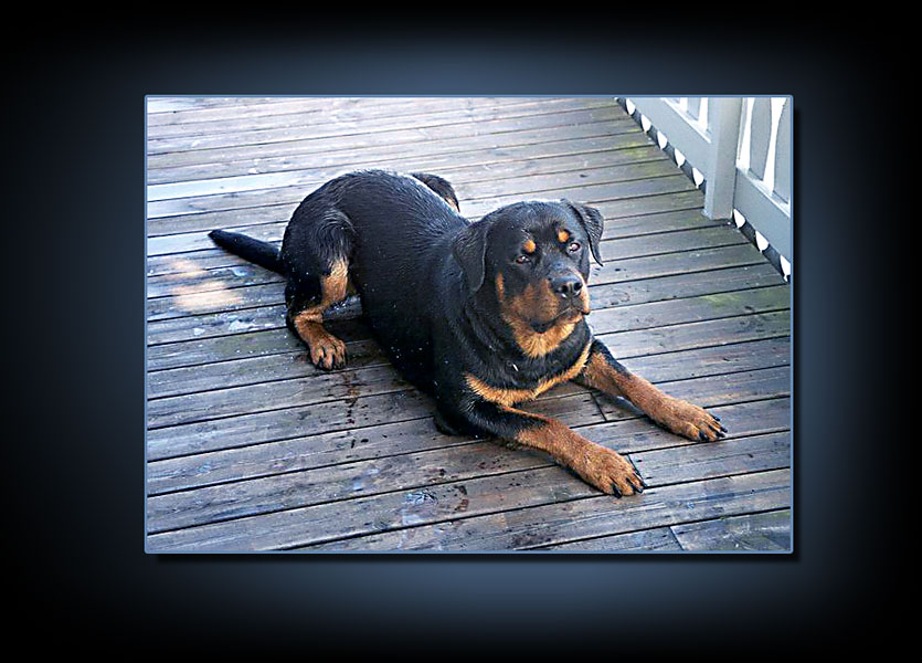 rottweiler