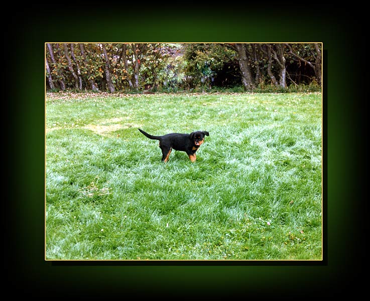 rottweiler