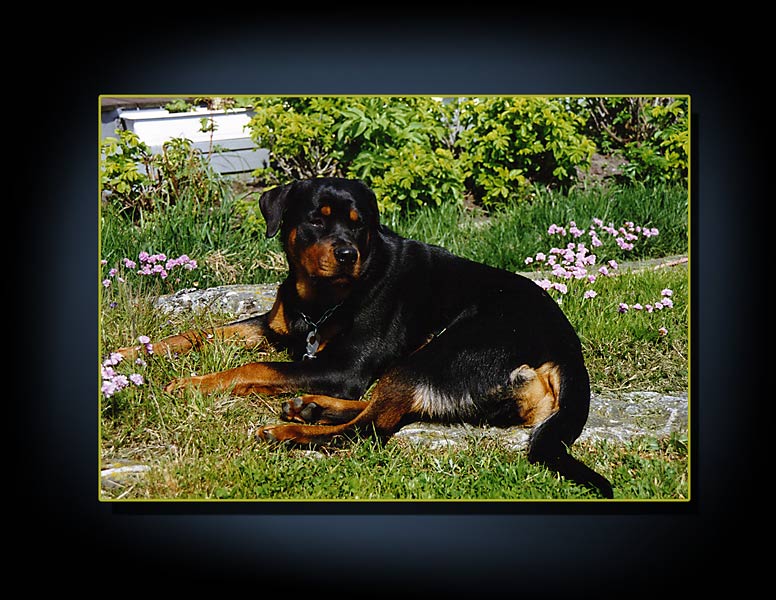 rottweiler