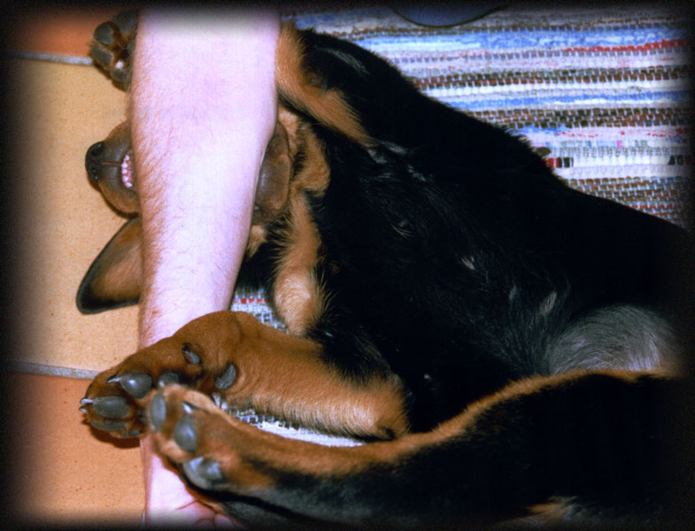 rottweiler