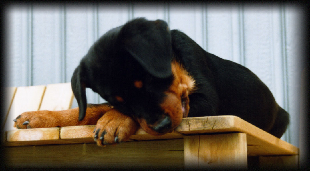 rottweiler