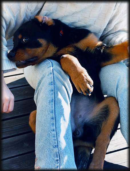 rottweiler