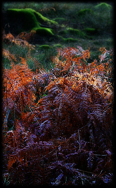 Naturromantik
