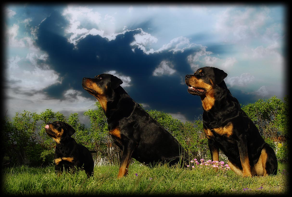 Rottis trio med fejkad himmel och trift