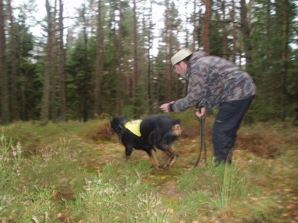 Hundar mr bra av att trna sk, blir mer sociala och sjlvskra.
