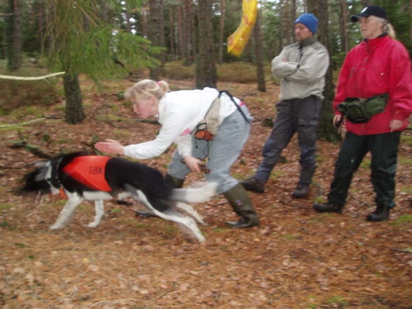 Liksom i uppletande och rapport ska hunden bra tjnstetecken.