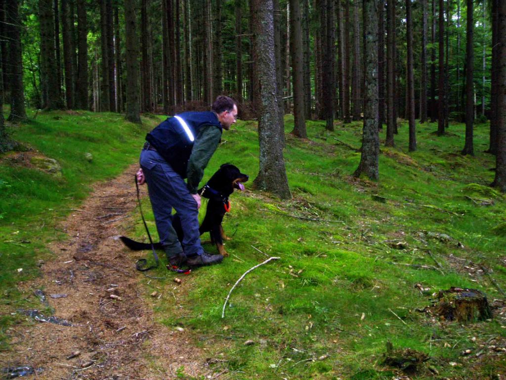 Duktig hund, nosen pekar åt rätt håll.